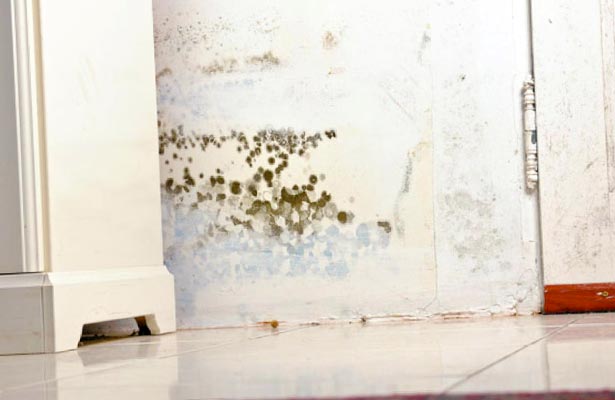 how do i tell if black mold is toxic or how to tell if it ...