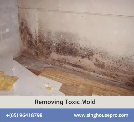 How To Remove And Prevent Toxic Mold At Your Place