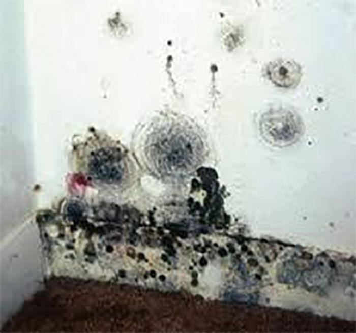 Mold in your house can be dangerous for your health. You ...