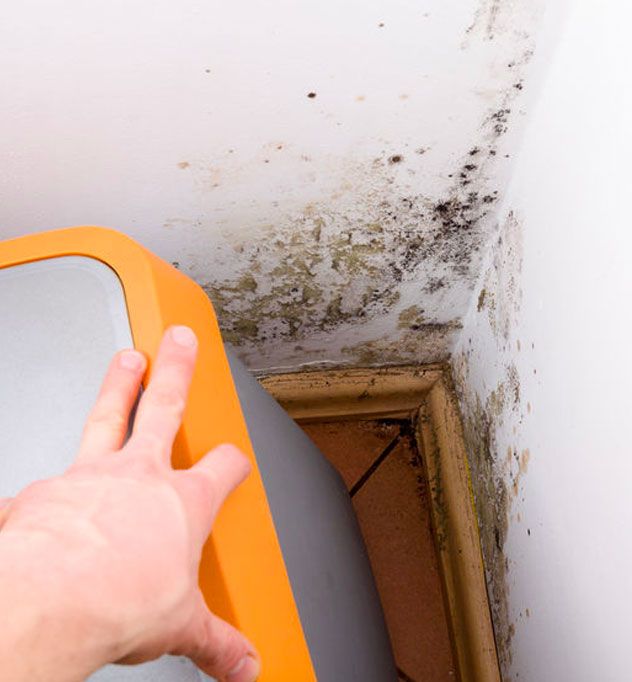 Mold Remediation Toronto