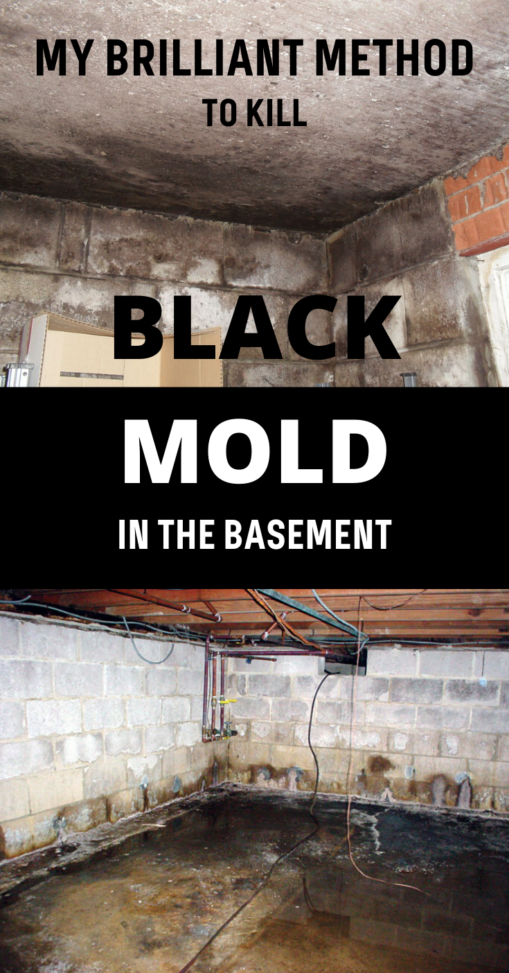 My Brilliant Method To Kill Black Mold In The Basement in 2020