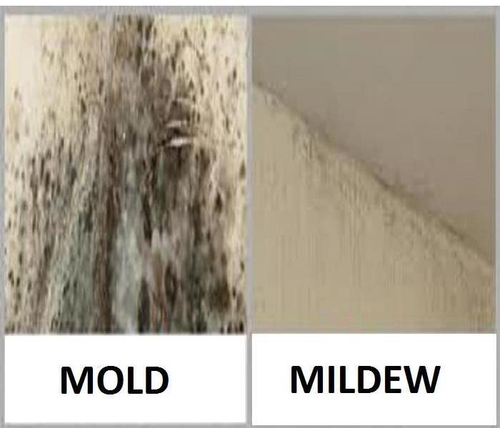 Anti Mold mildew Power Pack перевод на русский.